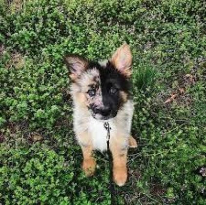 Photo de Lee, Berger Allemand crois� Berger australien