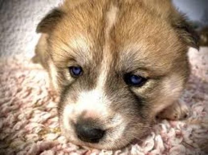 Photo de amashi, Akita pure race