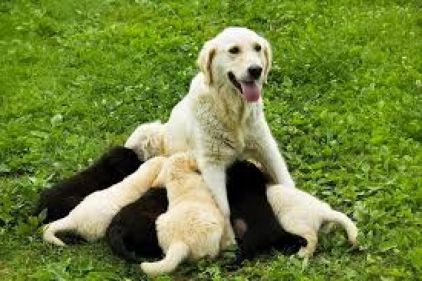 Photo de Allie, Golden Retriever pure race