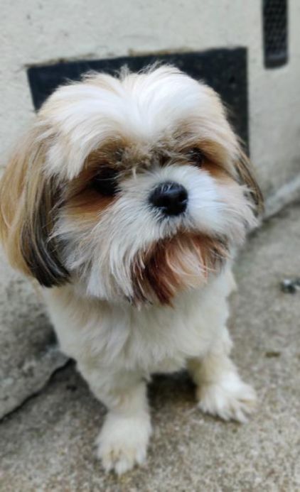 Photo de Lilas, Shih Tzu pure race
