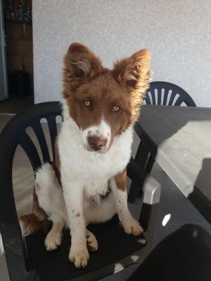 Photo de Tango, corniaud Border Collie Berger Allemand