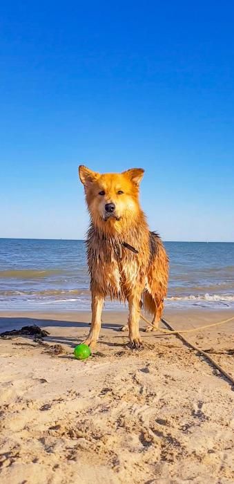 Photo de Nolan, Berger australien crois� Berger blanc suisse