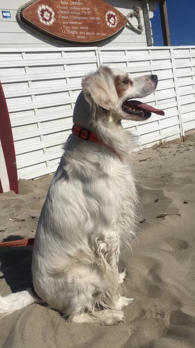 Photo de Poppy, Epagneul breton crois� Cavalier King Charles