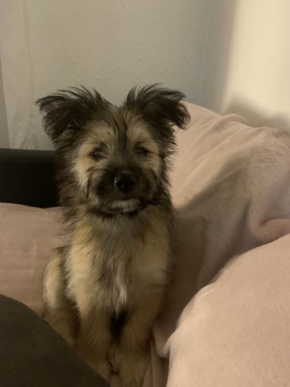 Photo de Ruby, Berger Belge Malinois crois� Lhassa apso
