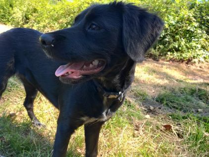 Photo de Chihiro, Golden Retriever crois� Epagneul breton