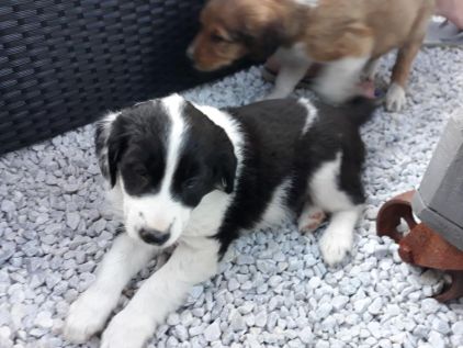 Photo de Roxy, Setter anglais crois� Colley