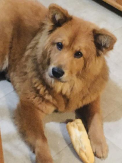 Photo de Priska, Chow-chow crois�