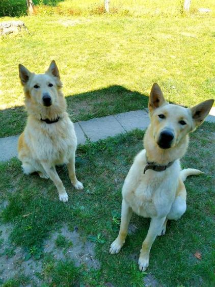 Photo de Pepper et Pablo, Berger Belge Malinois crois� Golden Retriever