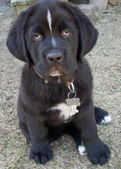 Photo d'Eclair, Terre-neuve crois� Saint-bernard