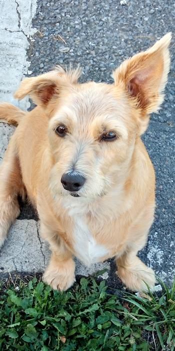 Photo d'Isis, Jack Russell terrier crois� Chihuahua