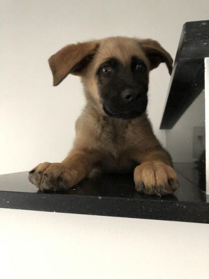 Photo de Roxy, Cane Corso crois� Berger Allemand