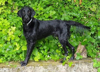 Photo de Pacco, Flat-Coated Retriever (Retriever � poil plat) pure race