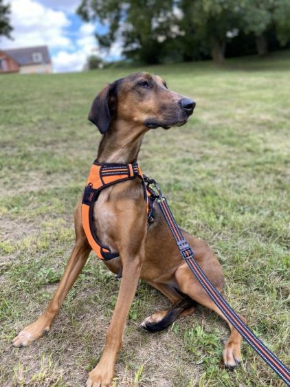 Photo de Nalia, Berger Belge Malinois crois� Setter irlandais