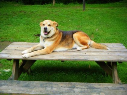 Photo de Duke, Berger Allemand crois�