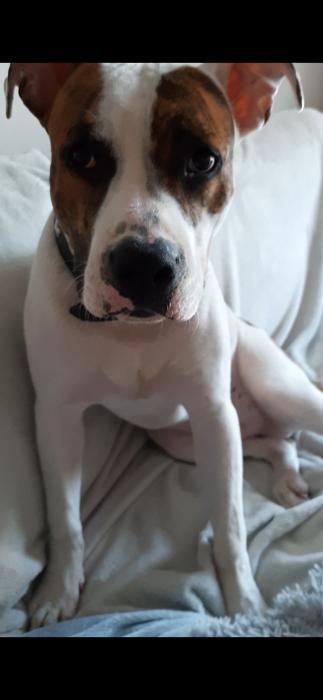 Photo de Crunch, Dogue argentin crois� American Staffordshire terrier