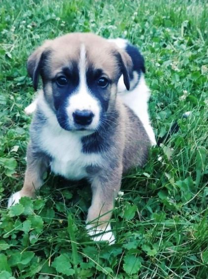 Photo de Hako, Husky crois�