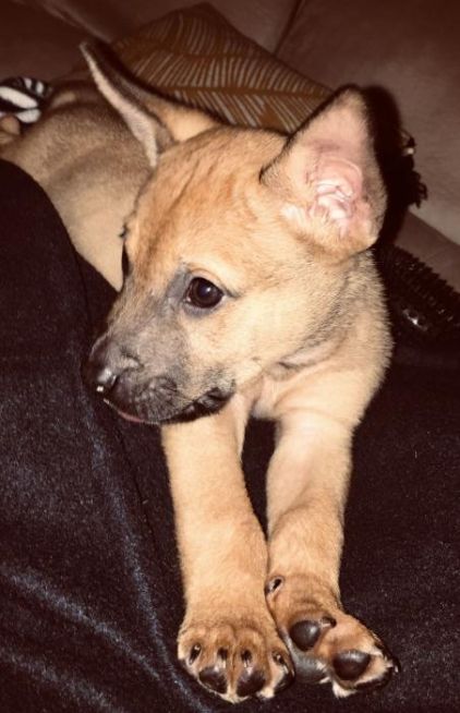 Photo de Pooky, American Bully crois� Berger Belge Tervueren