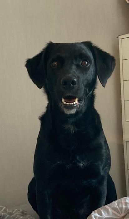 Photo de Laf, Labrador Retriever crois�