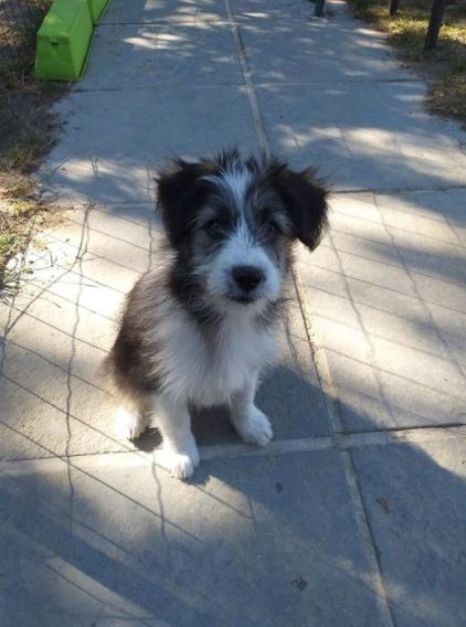 Photo de Rosy, Coton de Tul�ar crois� Border Collie