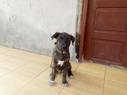 Photo de Du bien, Berger Allemand crois� Cane Corso