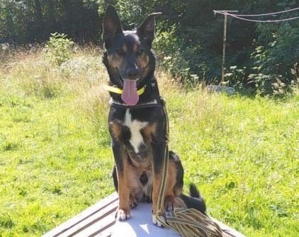 Photo d'Oscar, corniaud Beauceron Husky