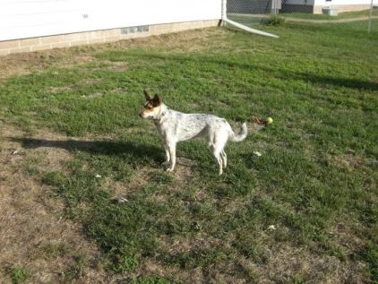 Photo de Maya, Bouvier australien crois�