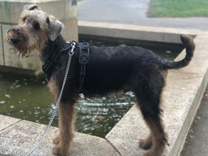Photo de Pongo, Airedale Terrier pure race