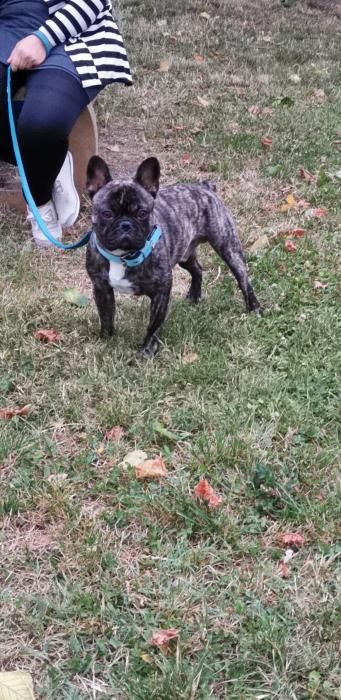 Photo de Ochoa, Bouledogue fran�ais pure race