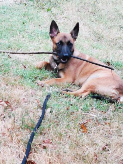 Photo de Nora, Berger Belge Malinois pure race