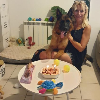 Photo de OLLY, Berger Allemand pure race