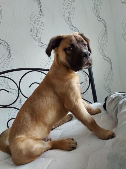 Photo de Venom, American Staffordshire terrier crois� Cane Corso