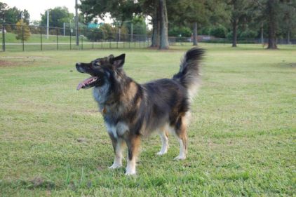 Photo de Tania, Berger Allemand crois� Husky