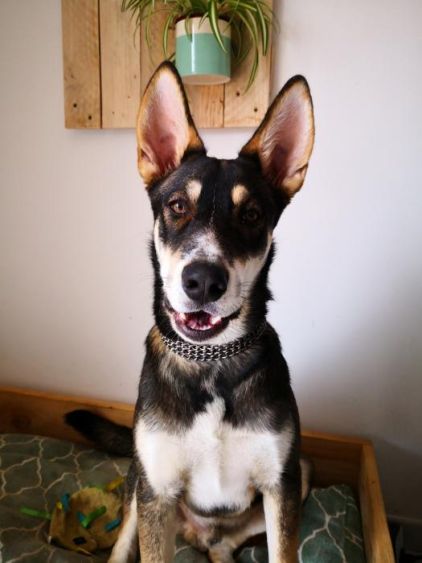 Photo de Chinook, Beauceron crois� Husky