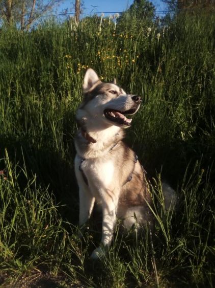 Photo de Shadow, Husky pure race