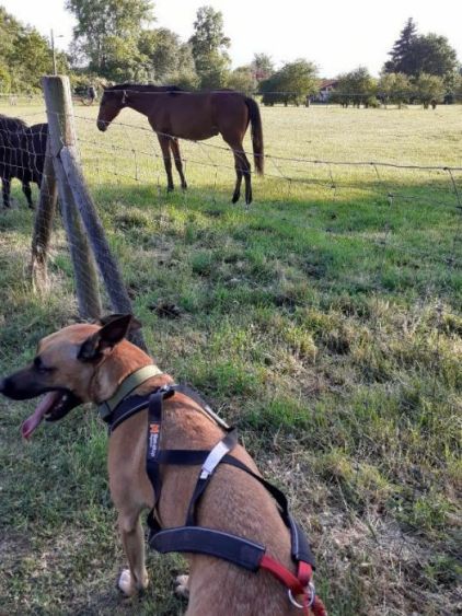 Photo d'�ros, Berger Belge Malinois crois� Boxer