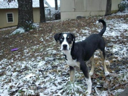 Photo de Stolie, Mountain Cur crois�
