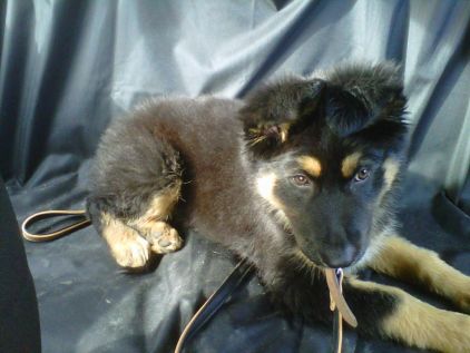 Photo de Olympe, Berger Allemand crois� Border Collie