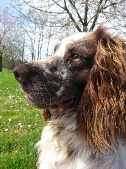 Photo de Gandalf, Springer anglais pure race
