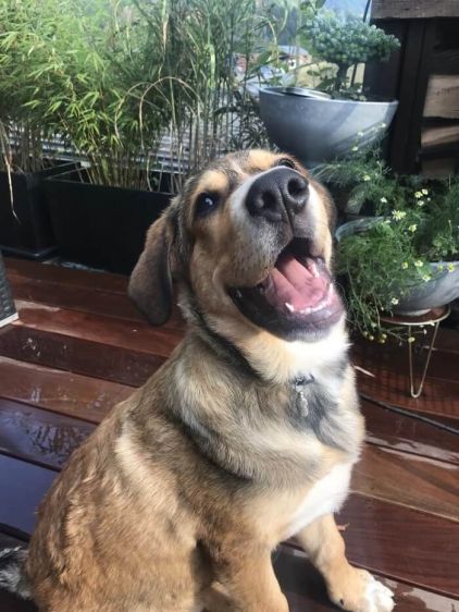 Photo de Aslan, Berger d'Anatolie kangal crois� Bouvier bernois