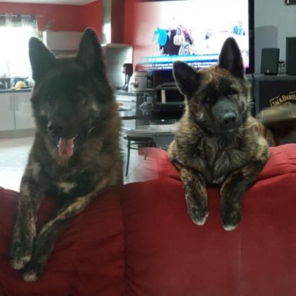 Photo de Ha�ko, Akita crois� Berger Allemand