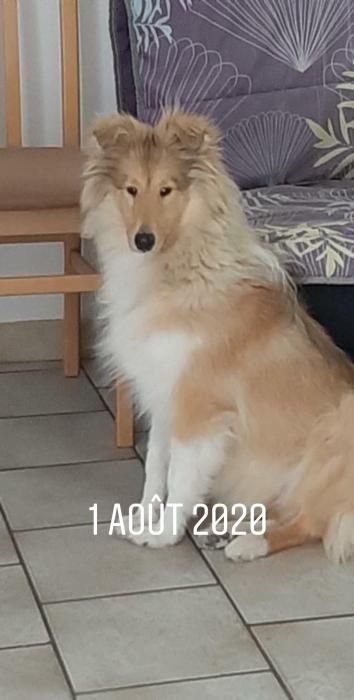 Photo de Ruby, Colley pure race