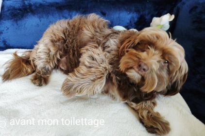 Photo de JACKPOT,  crois� Griffon