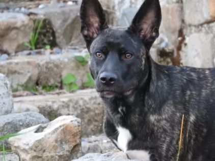 Photo de Piper , Berger hollandais crois�