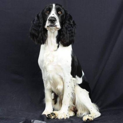 Photo de Pystashe, Springer anglais pure race