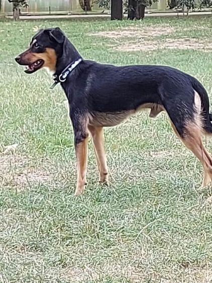 Photo de Smiley, Pinscher nain crois� Podenco