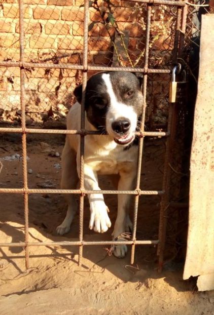 Photo de Markus, Berger Allemand crois� Pitbull
