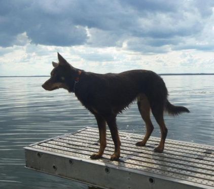Photo de Bobo, corniaud Kelpie australien Border Collie
