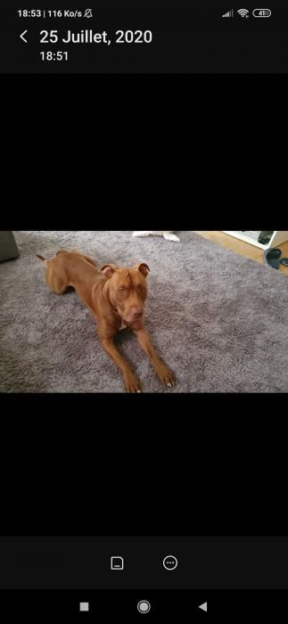Photo de Ice, Pitbull pure race