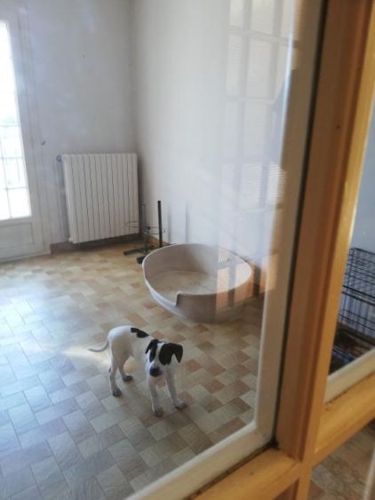 Photo de Nikita, Border Collie crois� Labrador Retriever