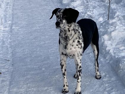 Photo de Marthy, Braque allemand crois� Labrador Retriever